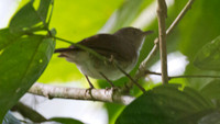Brown Fulvetta (Alcippe brunneicauda)
