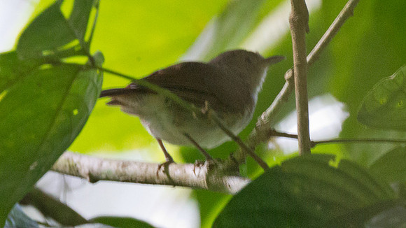Brown Fulvetta (Alcippe brunneicauda)