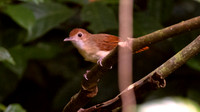 Ferruginous Babbler (Trichastoma bicolor)