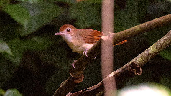 Ferruginous Babbler (Trichastoma bicolor)