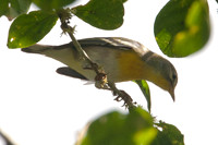 Northern Parula (Parula americana) juvenile