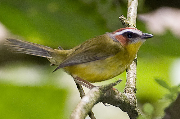 Rufous-capped Warbler (Basileuterus rufifrons)