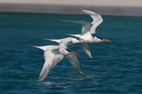 Royal Tern (Thalasseus maximus)