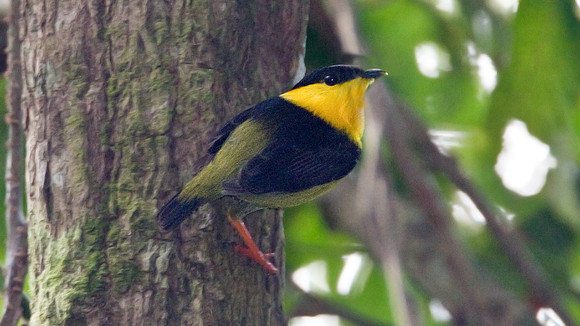 Golden-collared Manakin (Manacus vitellinus) male