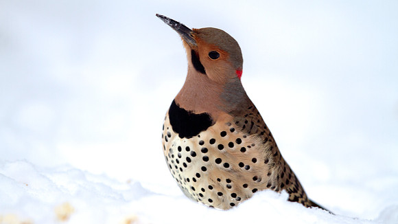 Northern Flicker (Colaptes auratus)