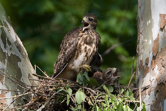 Red-shouldered Hawk (Buteo lineatus) juvenile