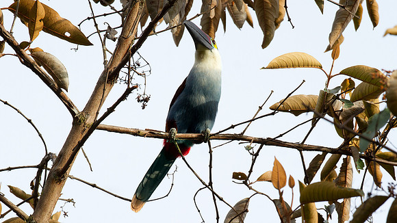 Black-billed Mountain Toucan (Andigena nigrirostris)