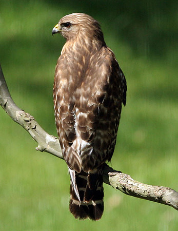 Red-shouldered Hawk (Buteo lineatus)