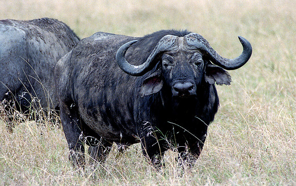 1988 Africa water buffalo img381