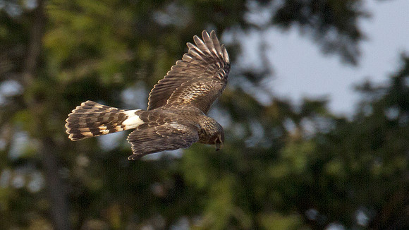Hen Harrier (Circus cyaneus) also known as Northern Harrier