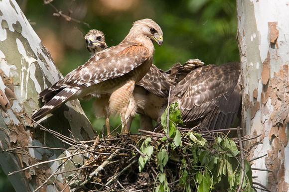 Red-shouldered Hawk (Buteo lineatus) adult and juvenile