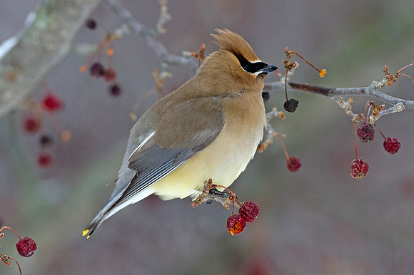 Cedar Waxwing (Bombycilla cedrorum)