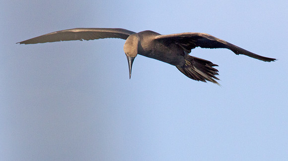 Red-footed Booby (Sula sula)