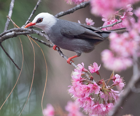 White-headed bulbul (Hypsipetes thompsoni)