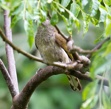 Scaly-throated Honeyguide (Indicator variegatus)