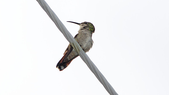 Antillean Mango (Anthracothorax dominicus) female