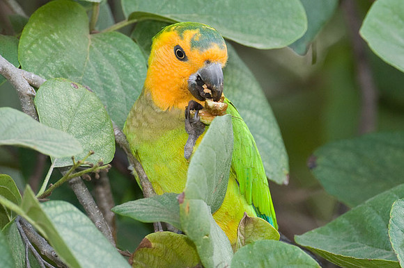 Brown-throated Parakeet (Aratinga pertinax) male