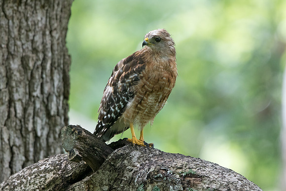Red-shouldered hawk (Buteo lineatus) Male
