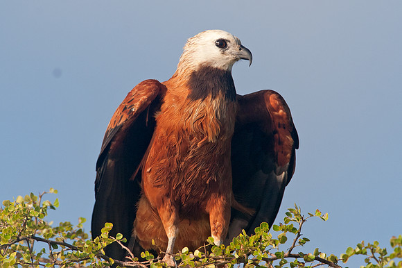 Why We Love Birds | Crooked Tree Wildlife Sanctuary | Black-collared ...