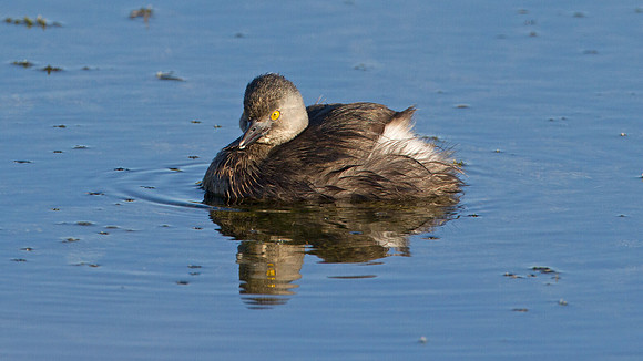 Least Grebe (Tachybaptus dominicus)