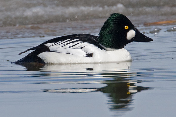Common Goldeneye (Bucephala clangula)