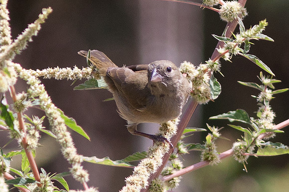 Black-faced Grassquit (Tiaris bicolor) female