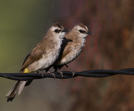 Yellow-vented bulbul (Pycnonotus goiavier)