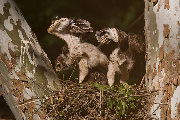 Red-shouldered Hawk (Buteo lineatus) juvenile