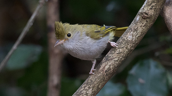 White-bellied erpornis (Erpornis zantholeuca)