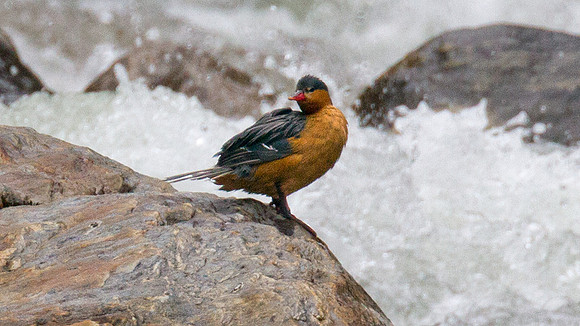 Torrent Duck (Merganetta armata)