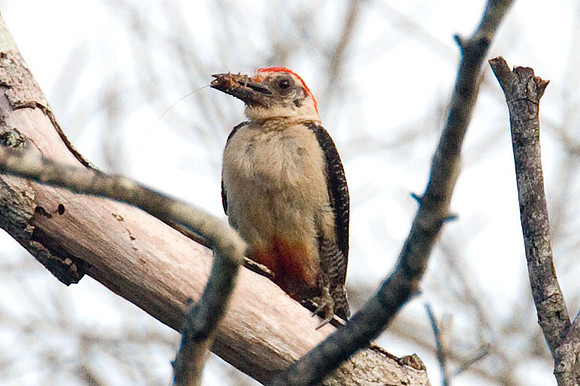 Yucatan Woodpecker (Melanerpes pygmaeus)
