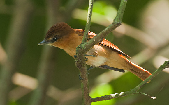 Cinnamon Becard (Pachyramphus cinnamomeus)