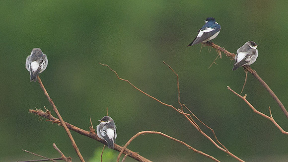 White-winged Swallow (Tachycineta albiventer)