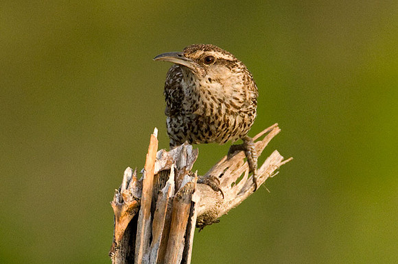 Yucatan Wren (Campylorhynchus yucatanicus)