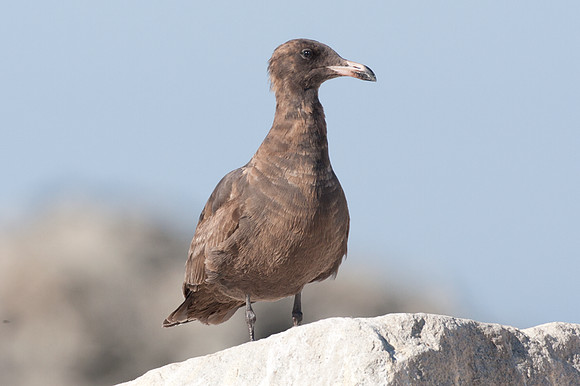 Heermann's Gull (Larus heermanni) juvenile