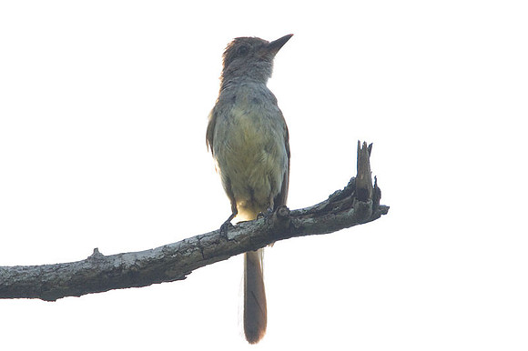 Brown-crested Flycatcher (Myiarchus tyrannulus)