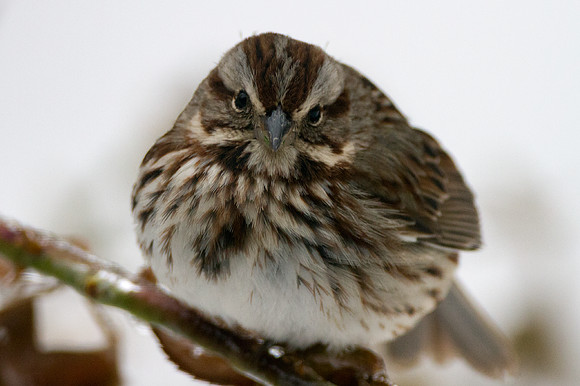 Song Sparrow (Melospiza melodia)