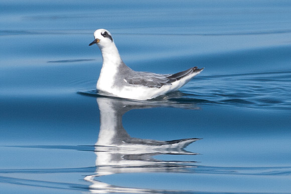 Red-necked Phalarope (Phalaropus lobatus)