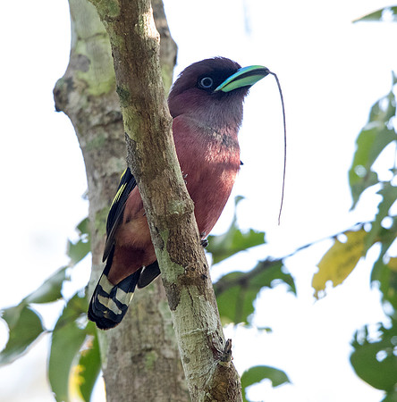 Banded broadbill (Eurylaimus javanicus) Male