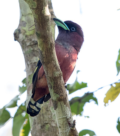 Banded broadbill (Eurylaimus javanicus) Male