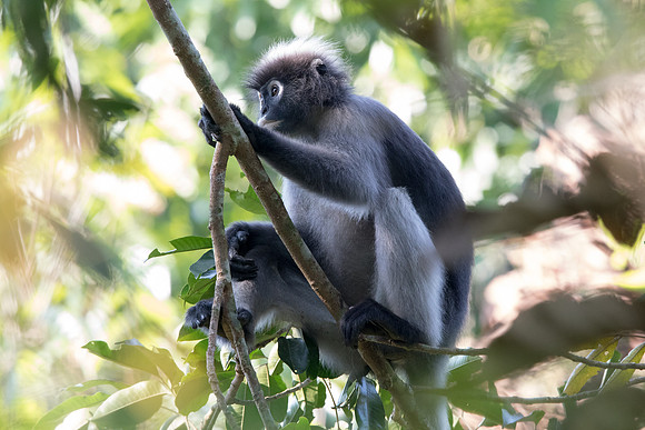 Dusky leaf monkey (Trachypithecus obscurus)