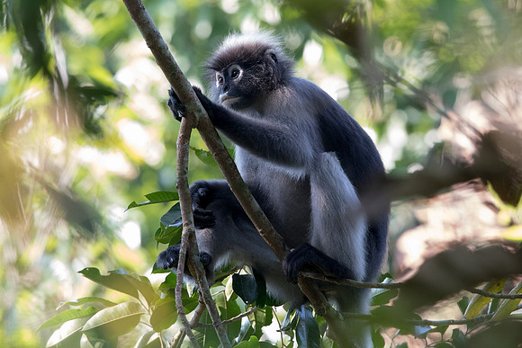 Dusky leaf monkey (Trachypithecus obscurus)
