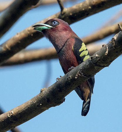 Banded broadbill (Eurylaimus javanicus) Male