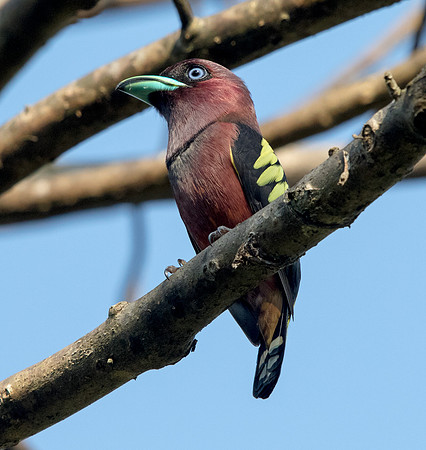 Banded broadbill (Eurylaimus javanicus) Male