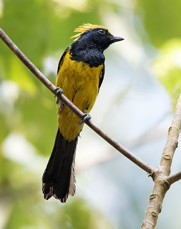 Sultan tit (Melanochlora sultanea) Male