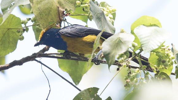 Sultan tit (Melanochlora sultanea) Male