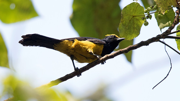 Sultan tit (Melanochlora sultanea) Male
