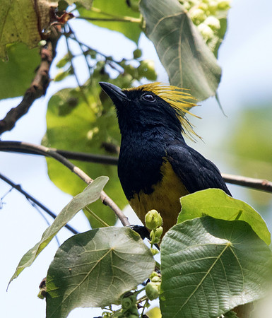 Sultan tit (Melanochlora sultanea) Male