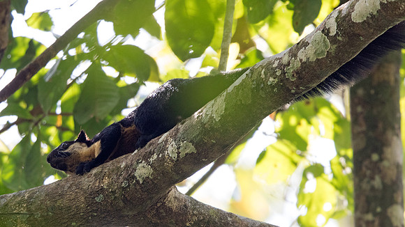 Black giant squirrel (Ratufa bicolor)