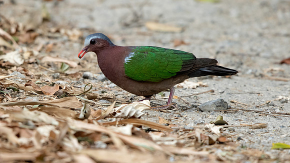 Common Emerald Dove (Chalcophaps indica)